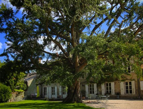 Domaine Saint-Hilaire Hotel เมิง-ซูร์-ลัวร์ ภายนอก รูปภาพ